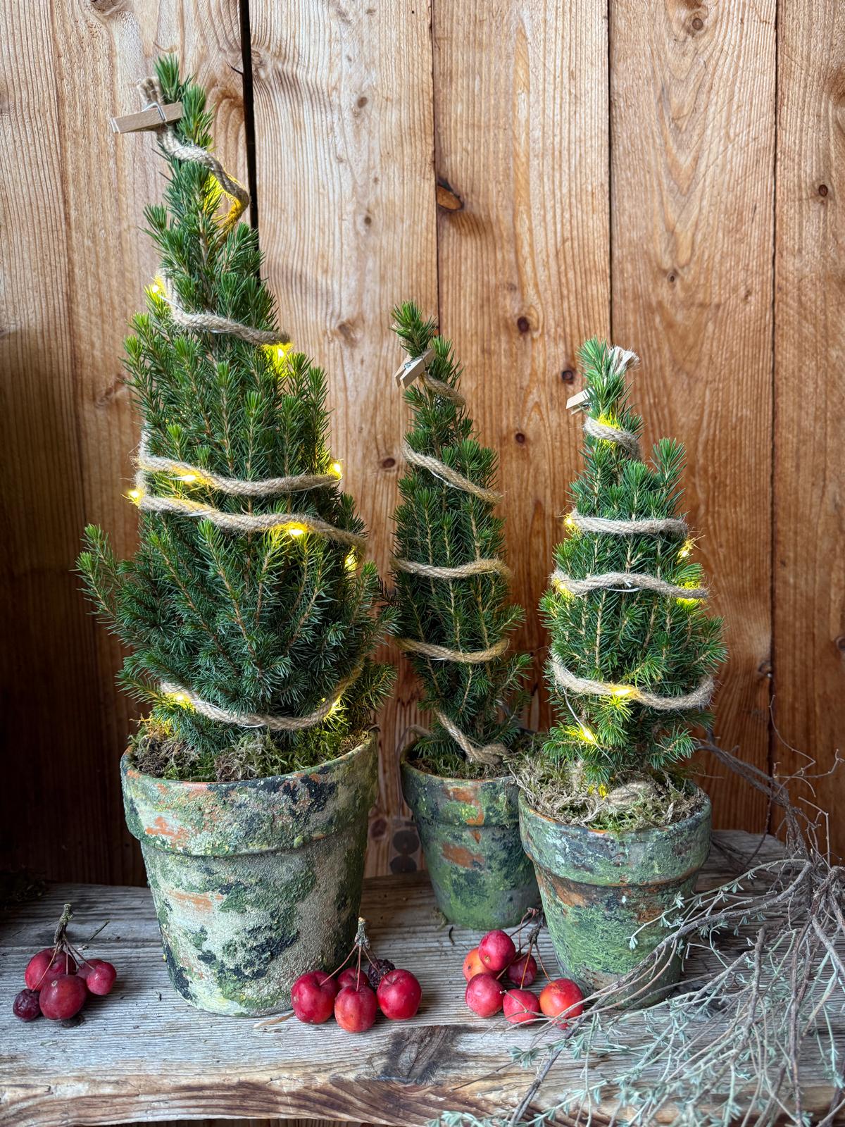 Mini-Tannen im Vintage-Tontopf mit Jute & LED-Lichterkette – Wild und Schön