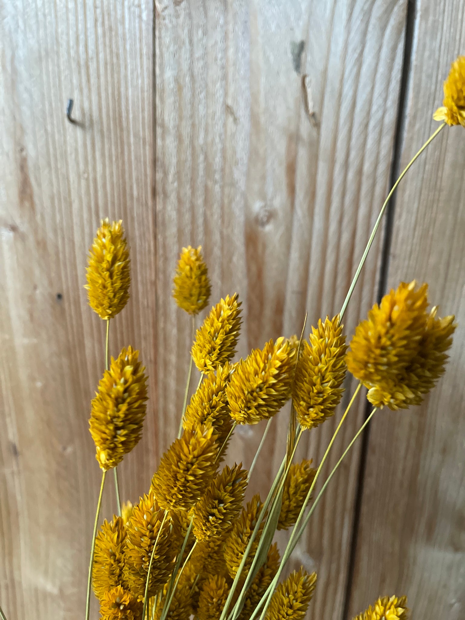 Great bunch of Phalaris Yellowbee